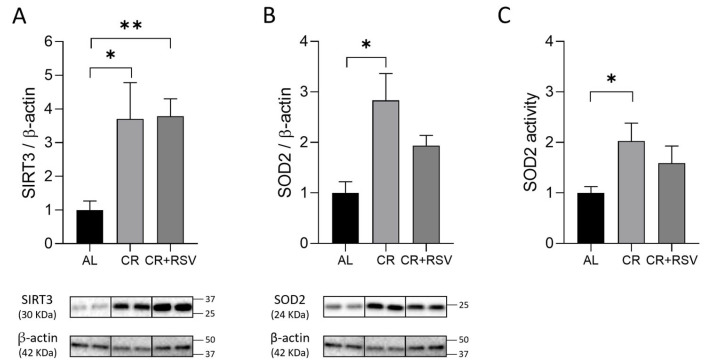 Recovery of SIRT3-SOD2 Axis and Mitophagy by Short-Term Calorie Restriction in Old Rat Soleus Skeletal Muscle.