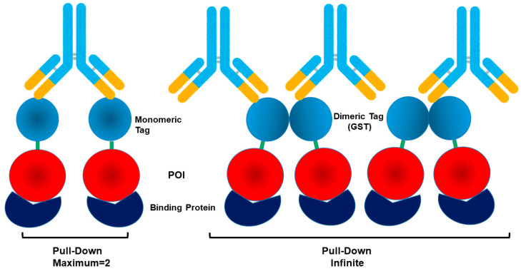 Beyond Purification: Evolving Roles of Fusion Tags in Biotechnology.