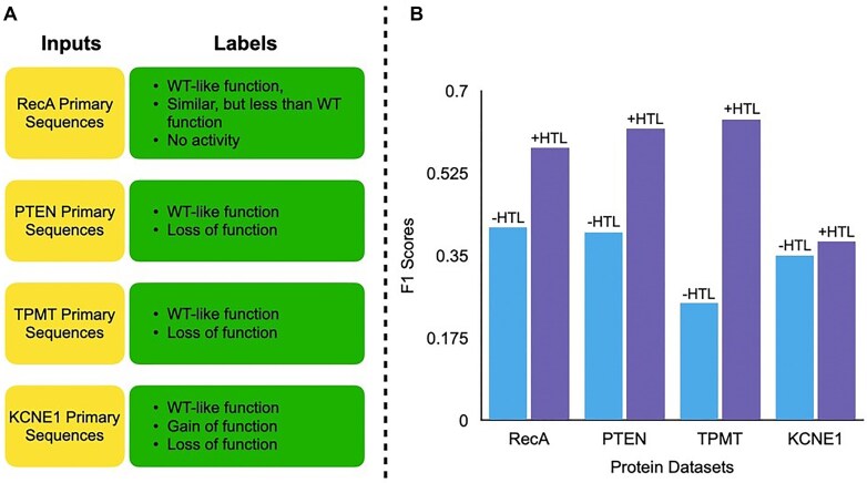 Proteins need extra attention: improving the predictive power of protein language models on mutational datasets with hint tokens.
