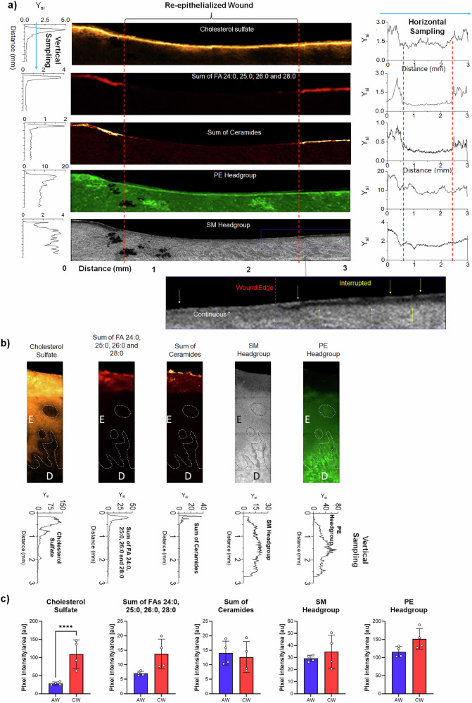 Scaffolds with spatiotemporally controlled growth factor delivery and cyclodextrin-enabled antagonism of growth factor receptor sequestration promote cutaneous wound healing.
