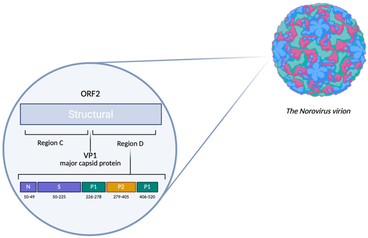 Molecular Characterization and Epidemiology of Human Noroviruses in the Sverdlovsk Region, Russian Federation.