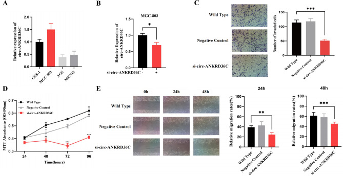 Circular RNA profiling and functional analysis implicate circ-ANKRD36C as a potential prognostic biomarker in gastric cancer.