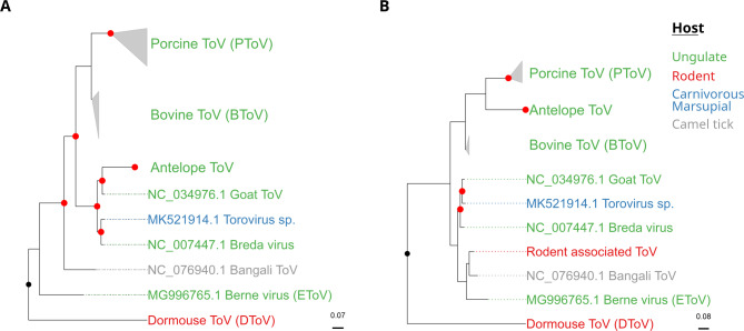 Rodents as potential reservoirs for toroviruses.