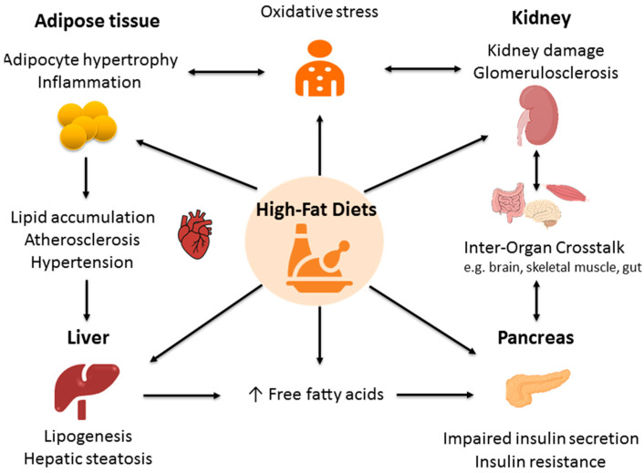 Impact of Maternal High-Fat Diet on Offspring Cardiovascular-Kidney-Metabolic Health: Spotlight on Oxidative Stress.