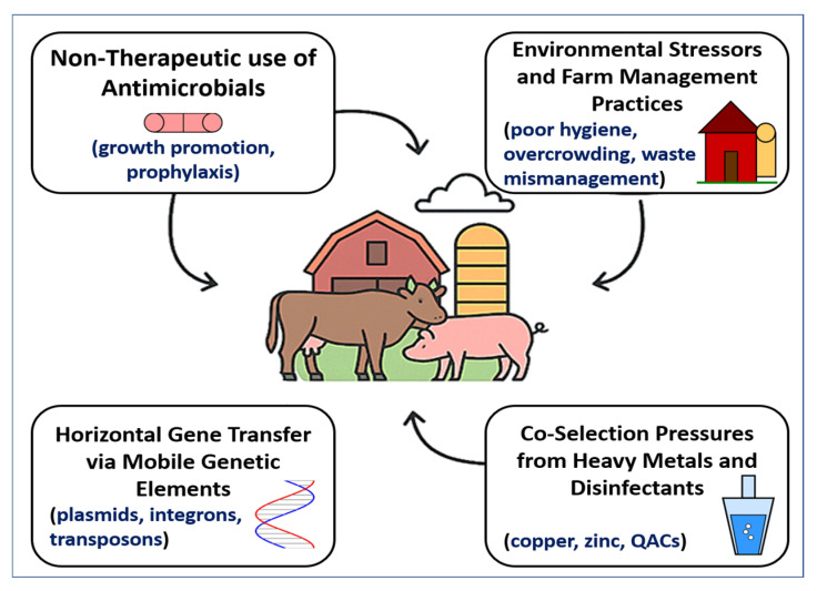 From Farm to Fork: Antimicrobial-Resistant Bacterial Pathogens in Livestock Production and the Food Chain.