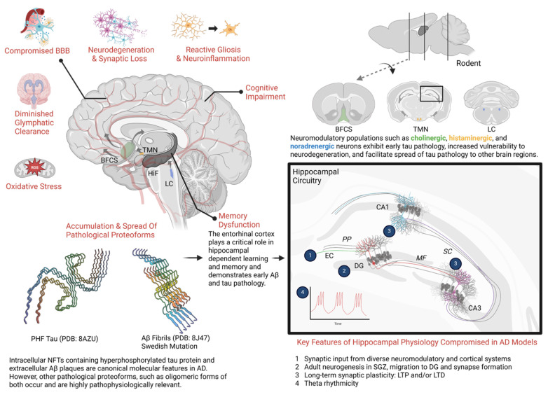 The pathophysiology of mixed Alzheimer's disease and vascular dementia.