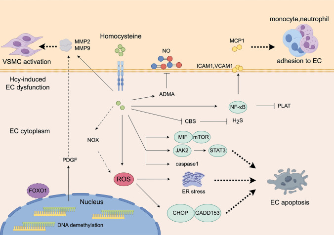Dysregulated homocysteine metabolism and cardiovascular disease and clinical treatments.