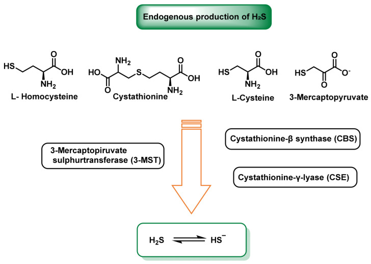 Reactive Sulfur Species and Protein Persulfidation: An Emerging Redox Axis in Human Health and Disease.