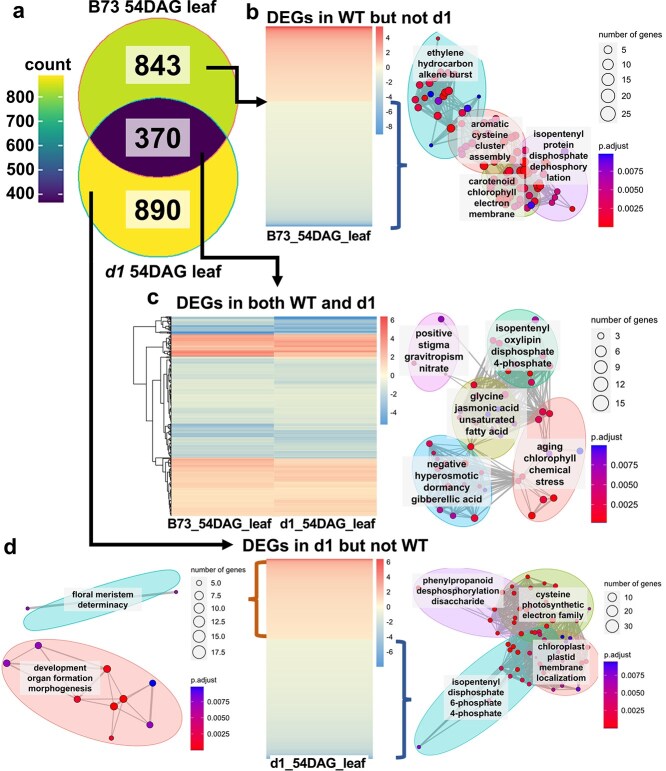Comparing hormone dynamics in cereal crops via transient expression of hormone sensors.