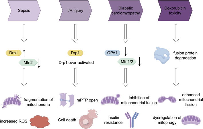 Regulation of mitochondrial dynamics in cardiomyocytes: implications for cardiac health and disease.