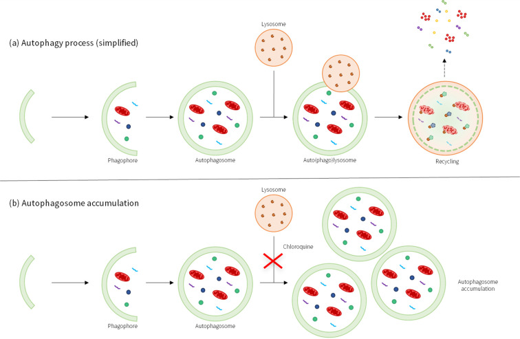 Detection of Autophagy in Human Peripheral Blood Mononuclear Cells Using Guava<sup>®</sup> Autophagy and Flow Cytometry.