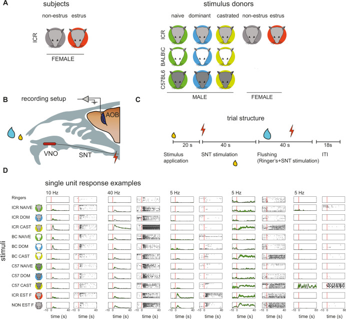 Representation of male features in the female mouse accessory olfactory bulb, and their stability during the estrus cycle.