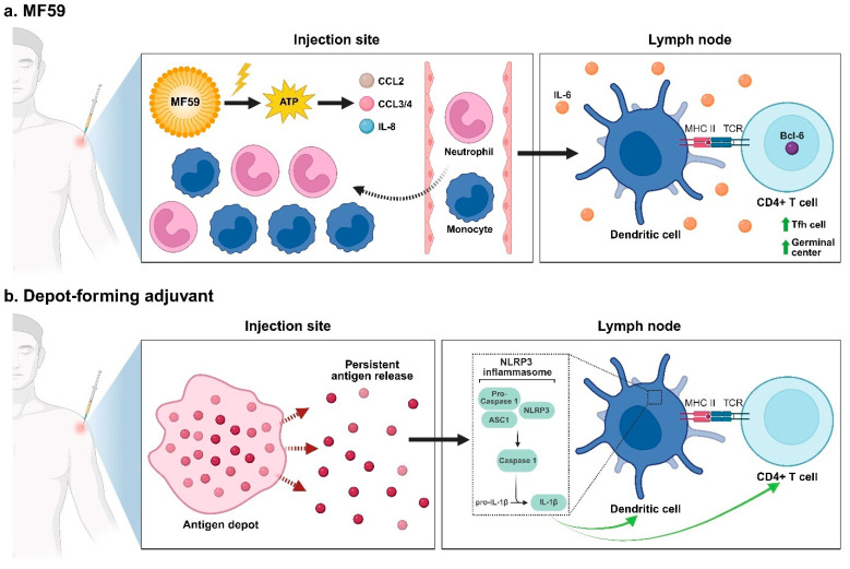 Precision Adjuvant Strategies in Vaccine Development for Substance Use Disorders: Variability and Mechanistic Insights.