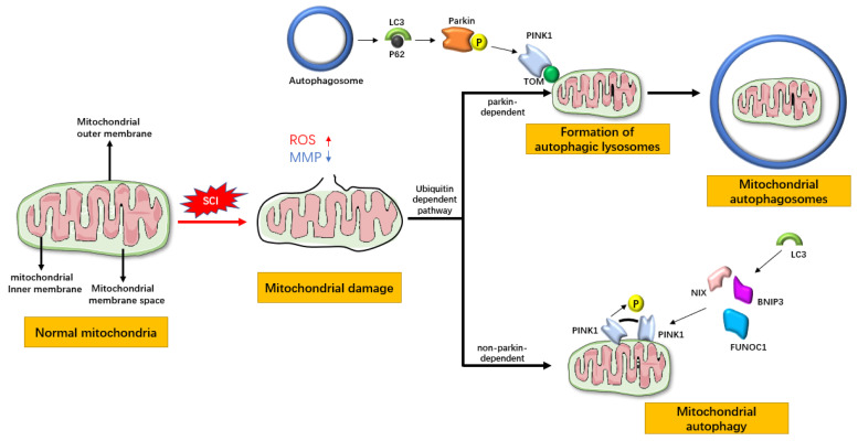 Rebuilding Mitochondrial Homeostasis and Inhibiting Ferroptosis: Therapeutic Mechanisms and Prospects for Spinal Cord Injury.