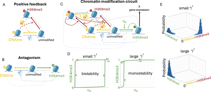 Epigenetic memory: The role of the crosstalk between histone modifications and DNA methylation.