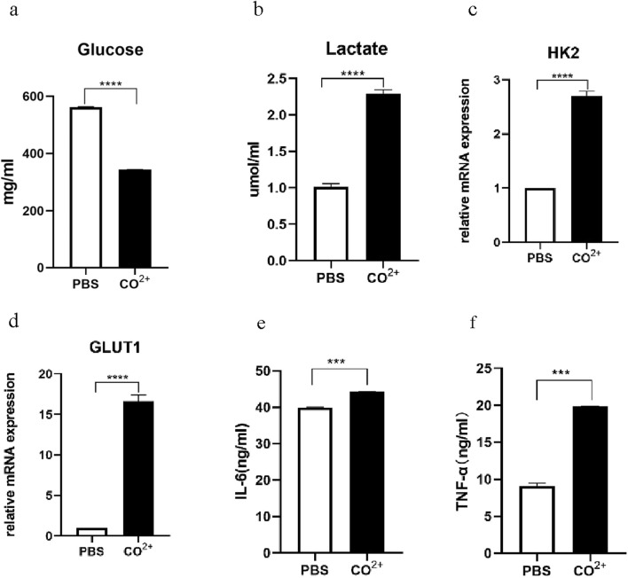 Effect of cobalt ions on TNF-α and IL-6 secretion by fibroblasts surrounding hip periprosthetic membrane.