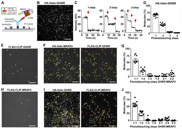 MRAP2 potentiates GPCR signaling by conserved mechanisms that are disrupted by obesity-associated genetic variants.