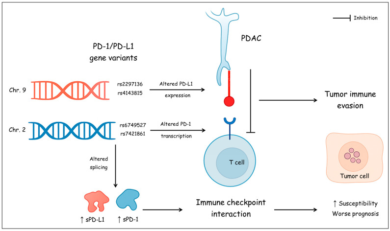 Genetic Variants and Soluble Isoforms of PD-1/PD-L1 as Novel Biomarkers for Pancreatic Ductal Adenocarcinoma (PDAC) Susceptibility and Prognosis.