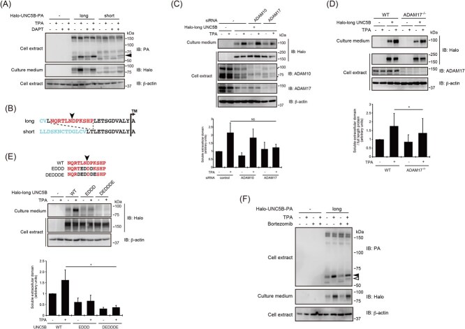UNC5B is an isoform-dependent target for ectodomain shedding.