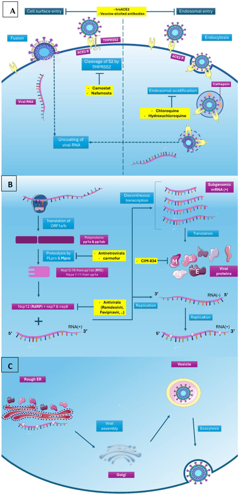 Comprehensive review on COVID-19: etiology, pathogenicity, and treatment.