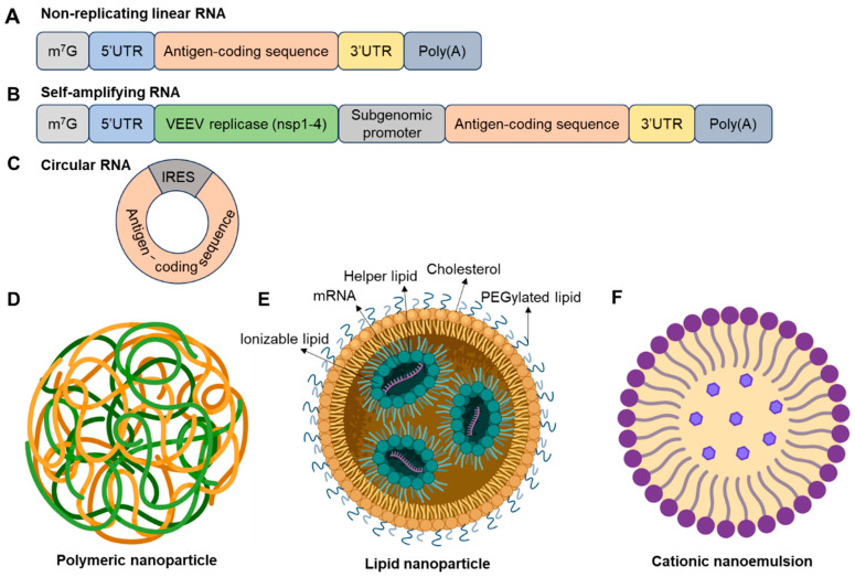 Novel Strategies for Developing Next-Generation Vaccines to Combat Infectious Viral Diseases.