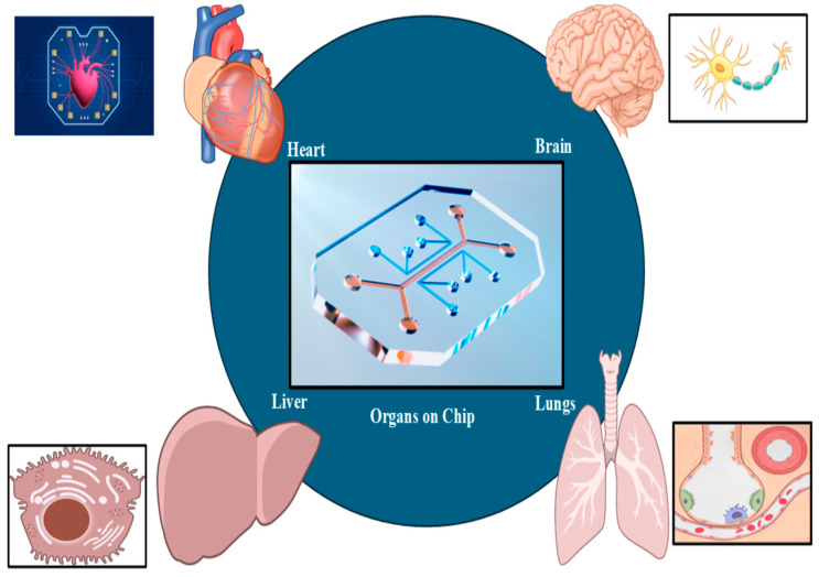 Bioprinted Scaffolds for Biomimetic Applications: A State-of-the-Art Technology.