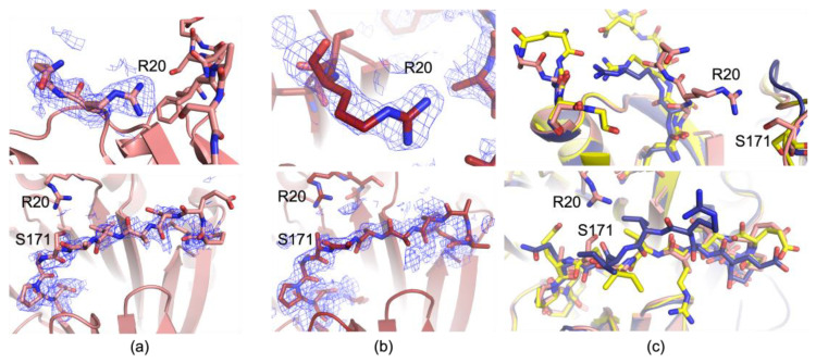 Multi-Temperature Crystallography of S-Adenosylmethionine Decarboxylase Observes Dynamic Loop Motions.