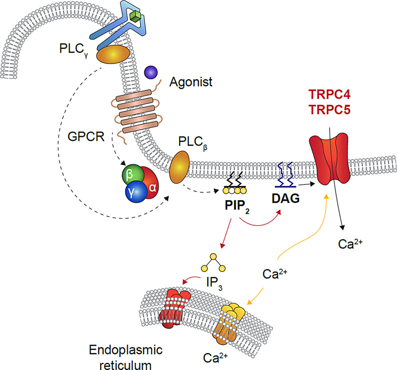 TRPC4/5 inhibitors: Phase I results and proof of concept studies.