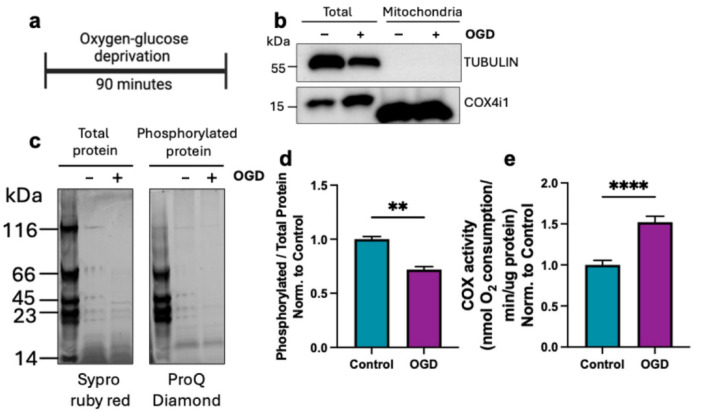 Inhibitory Infrared Light Attenuates Mitochondrial Hyperactivity and Accelerates Restoration of Mitochondrial Homeostasis in an Oxygen-Glucose Deprivation/Reoxygenation Model.