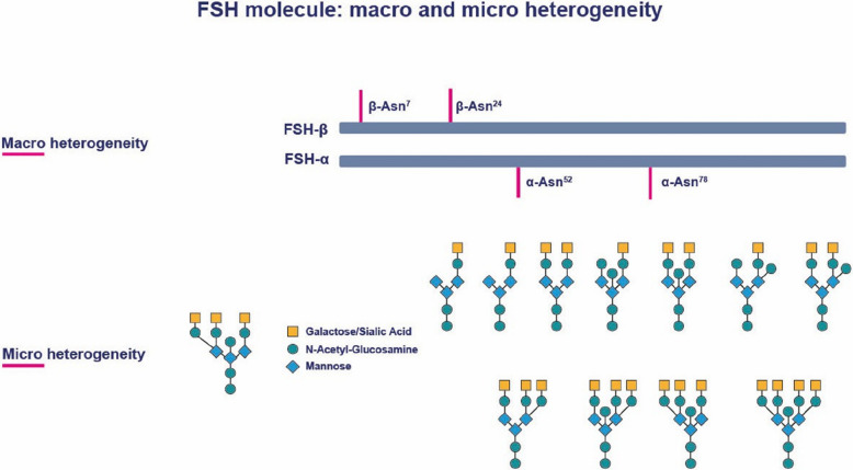 Integrating impact of FSH isoforms, androgens and inhibin-B on follicular development based on a two-phase model of the follicular phase.