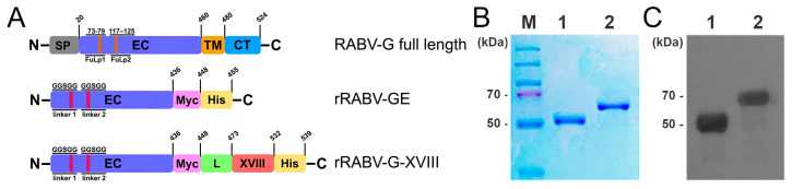 Immunogenicity and Antigenicity of the Recombinant Ectodomain of Rabies Virus Glycoprotein Containing the Human Collagen XVIII Trimerization Domain.