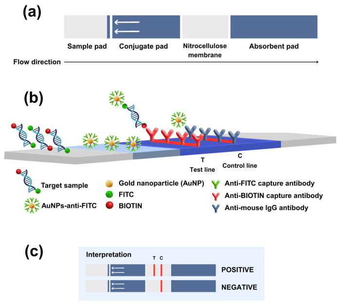 Development of Reverse Transcriptase Recombinase Polymerase Amplification Combined with Lateral Flow Dipstick for Rapid Detection of Tilapia Lake Virus (TiLV): Pilot Study.