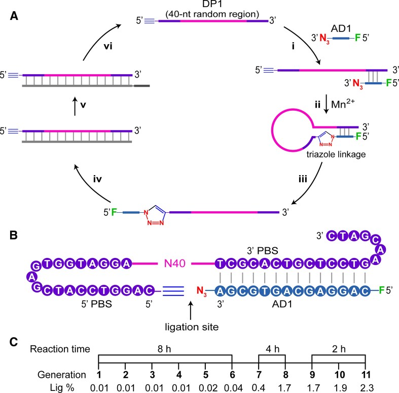 Click DNA ligation with deoxyribozyme.