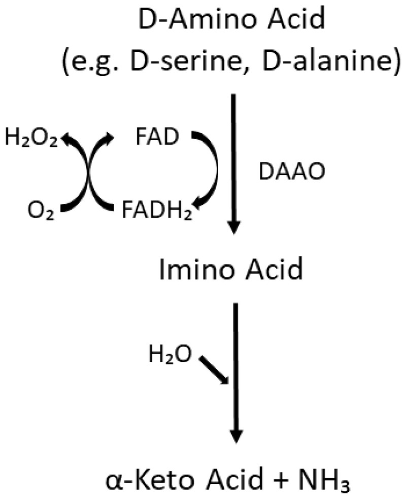Impact of D-Amino Acids in Schizophrenia.