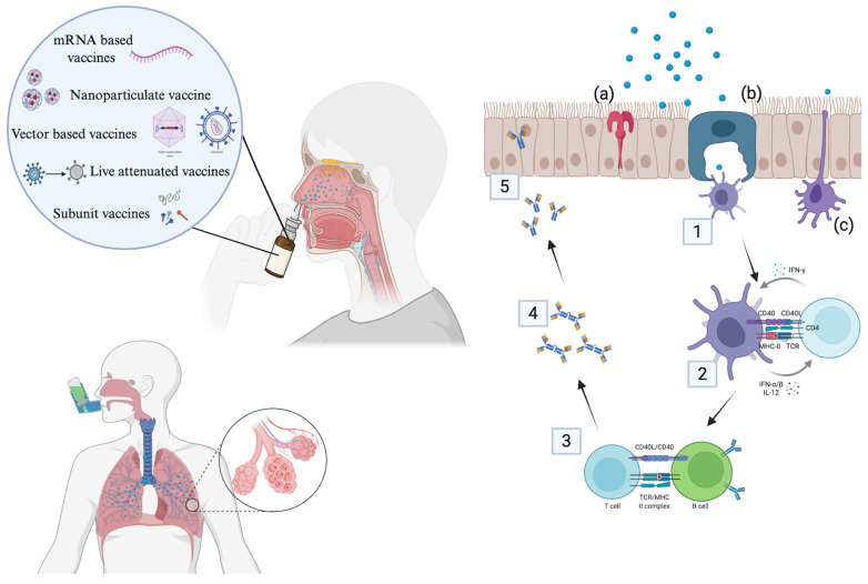 Recent Advancements in Non-Invasive Vaccination Strategies.