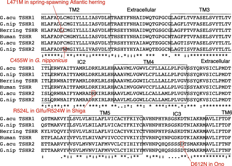 Functional mutations in the thyroid-stimulating hormone receptor in natural stickleback populations at sites identical to human disease-causing mutations.