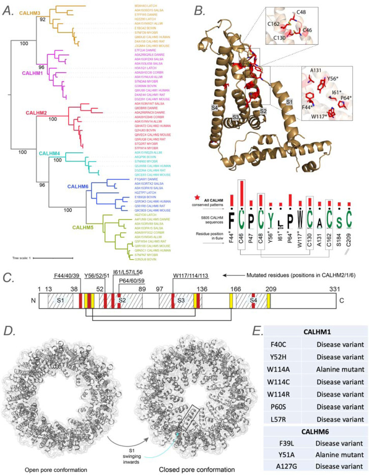 Identification and classification of ion-channels across the tree of life provide functional insights into understudied CALHM channels.
