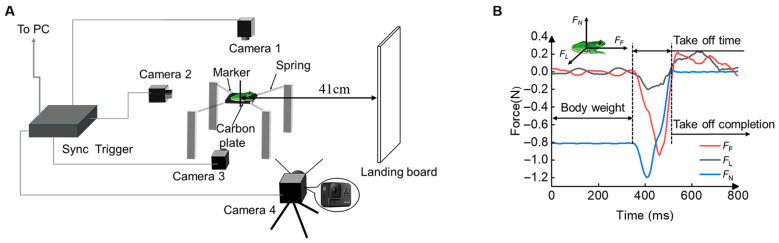 Effect of Substrate Compliance on the Jumping Mechanism of the Tree Frog (<i>Polypedates dennys</i>).