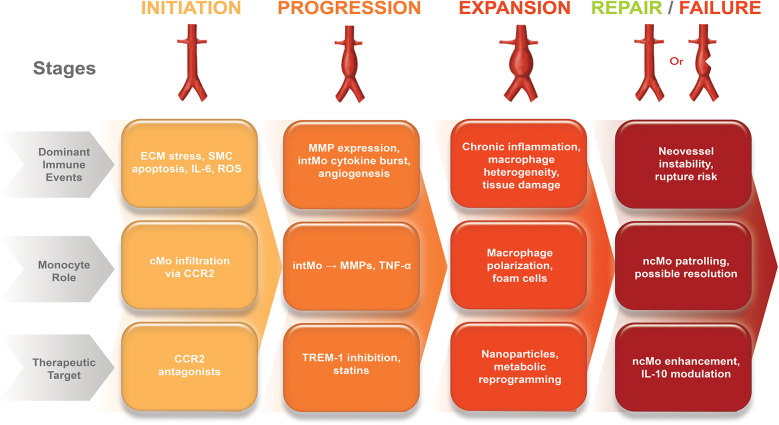 Targeting monocyte heterogeneity in aortic aneurysms: immunomodulatory strategies and therapeutic opportunities.
