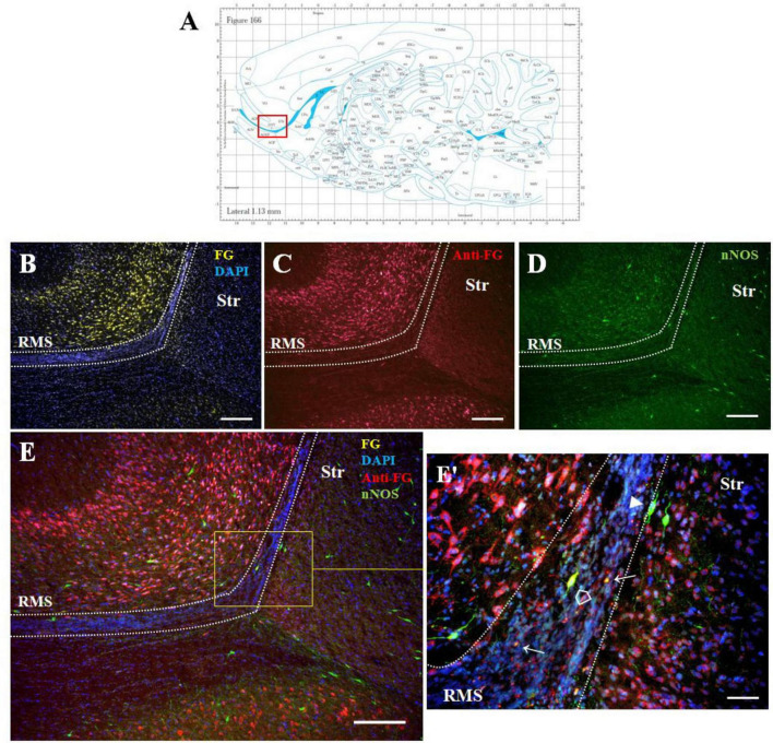 Morphological evidence for neuronal connections between the olfactory neurogenic region and the striatum in adult rats.