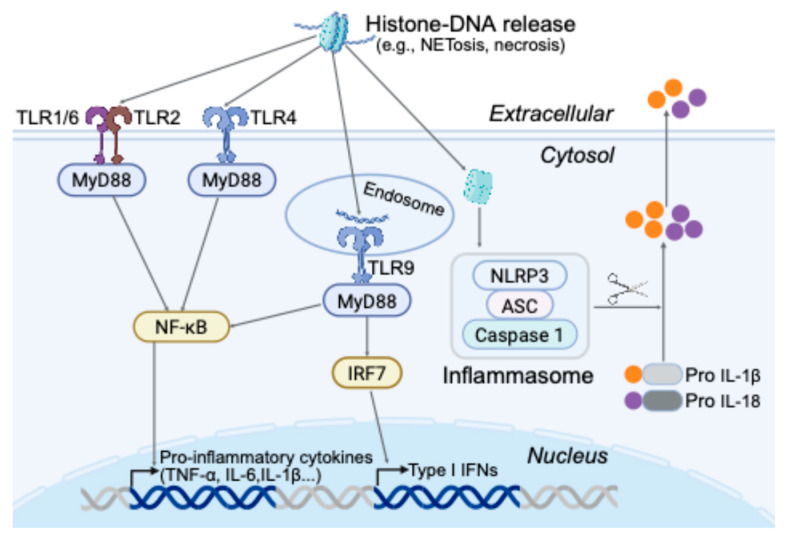 Innate Immune Surveillance and Recognition of Epigenetic Marks.
