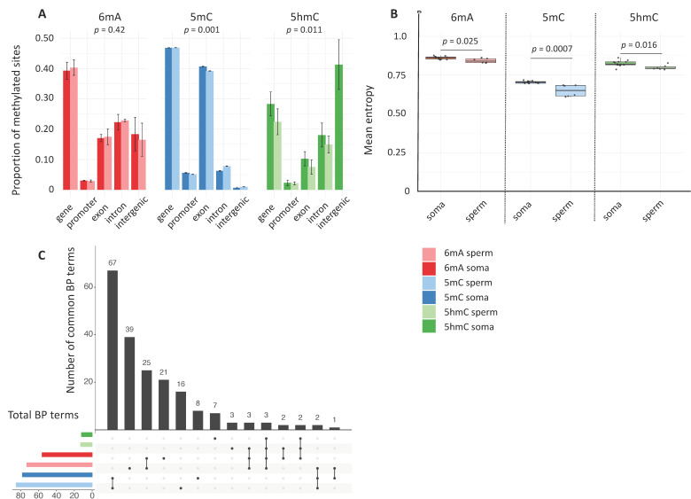 Comparative Mapping of N6-Methyladenine, C5-Methylcytosine, and C5-Hydroxymethylcytosine in a Single Species Reveals Constitutive, Somatic- and Germline-Specific, and Age-Related Genomic Context Distributions and Biological Functions.