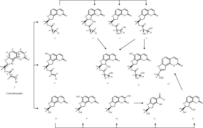 Pharmacological and Pharmacokinetic Insights Into Columbianadin: A Promising Natural Anti-Inflammatory Compound.