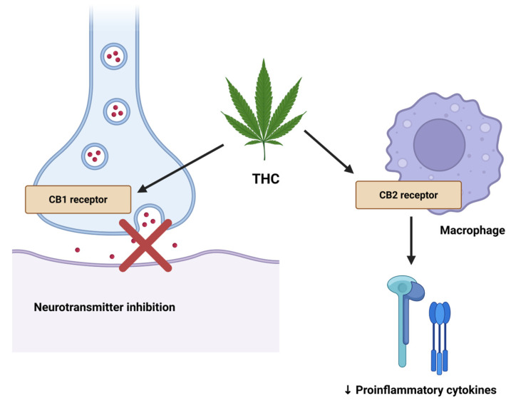 Cannabinoids in Chronic Pain: Clinical Outcomes, Adverse Effects and Legal Challenges.
