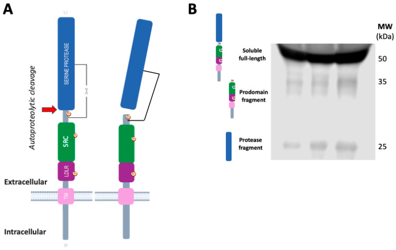 Risk for COVID-19 Vulnerability in Patients with Inflammatory Bowel Disease: Assessing Alterations in ACE2 and TMPRSS2.