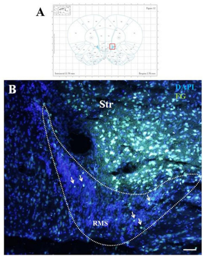 Morphological evidence for neuronal connections between the olfactory neurogenic region and the striatum in adult rats.