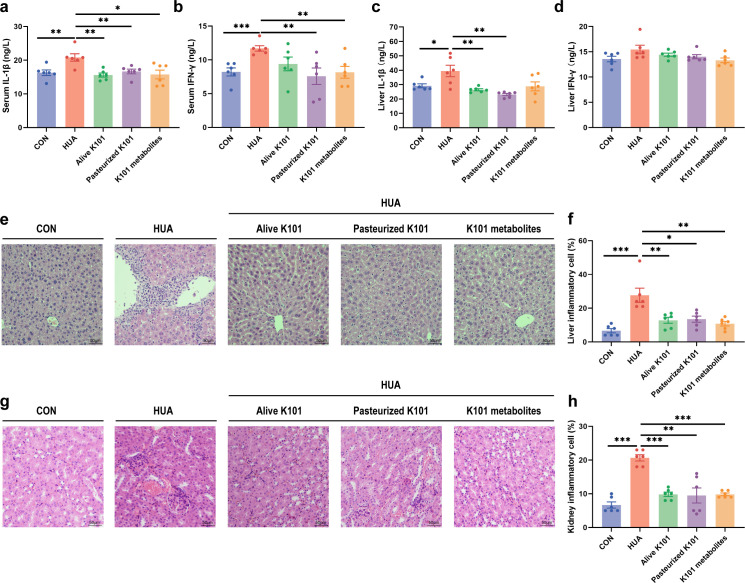 Gut-kidney axis modulation by viable and inactivated <i>Akkermansia muciniphila</i> mitigates avian hyperuricemia through microbial-metabolic crosstalk.