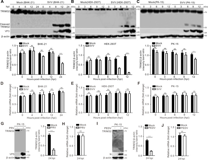 Seneca Valley virus 3C protease targets TRIM32 for cleavage to antagonize its antiviral effects.