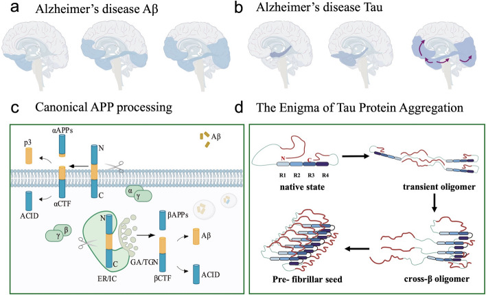 Targeting the glymphatic system: Aβ accumulation and phototherapy strategies across different stages of Alzheimer's disease.