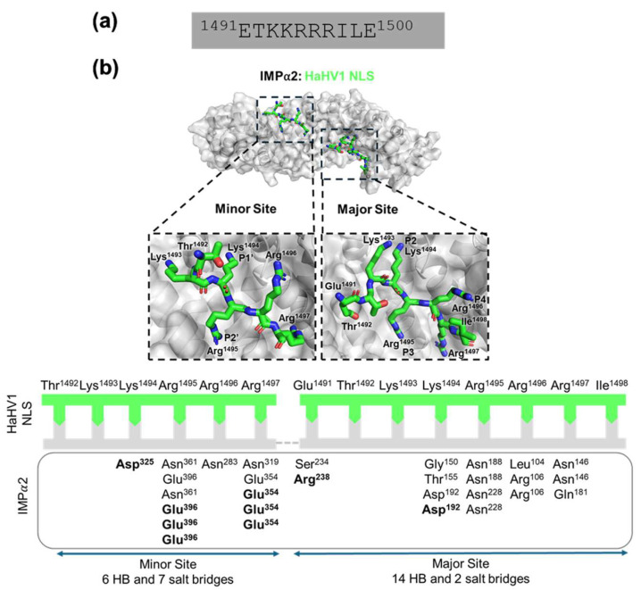 Structural Insights into the Nuclear Import of Haliotid Herpesvirus 1 Large Tegument Protein Homologue.